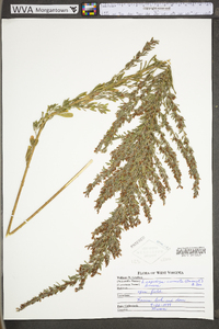 Lespedeza cuneata image