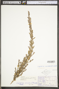 Lespedeza cuneata image