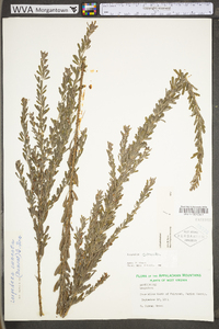 Lespedeza cuneata image