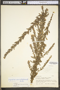 Lespedeza cuneata image