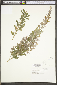 Lespedeza cuneata image