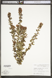 Lespedeza frutescens image