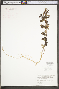 Lespedeza frutescens image