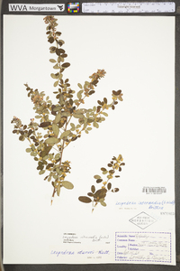 Lespedeza frutescens image