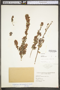 Lespedeza frutescens image