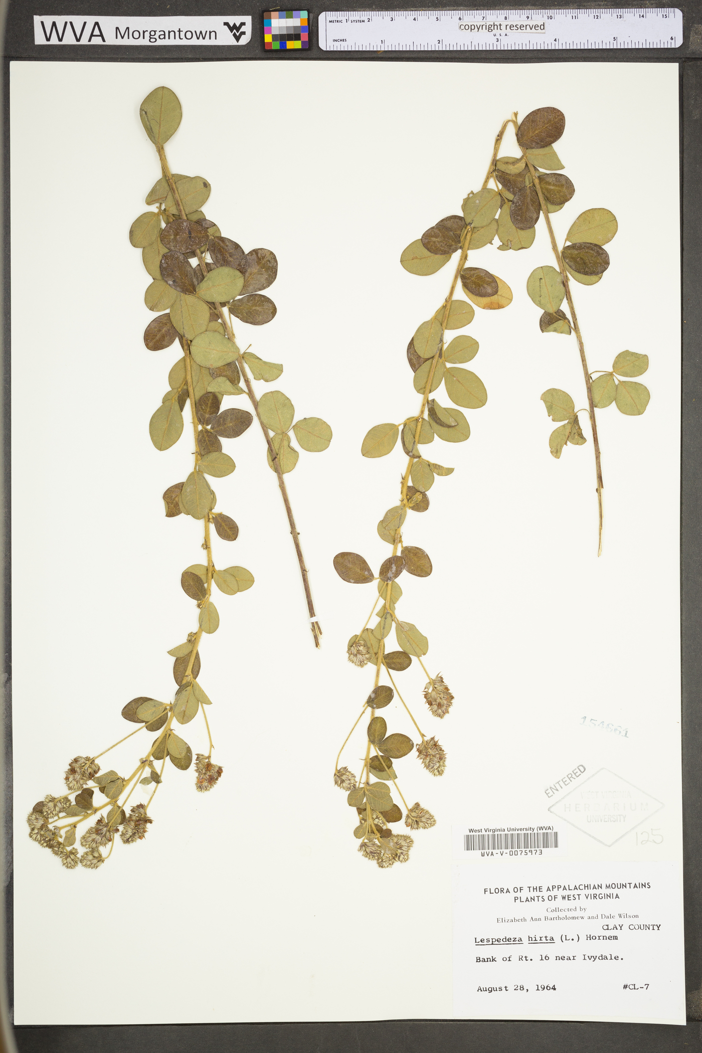 Lespedeza hirta subsp. hirta image