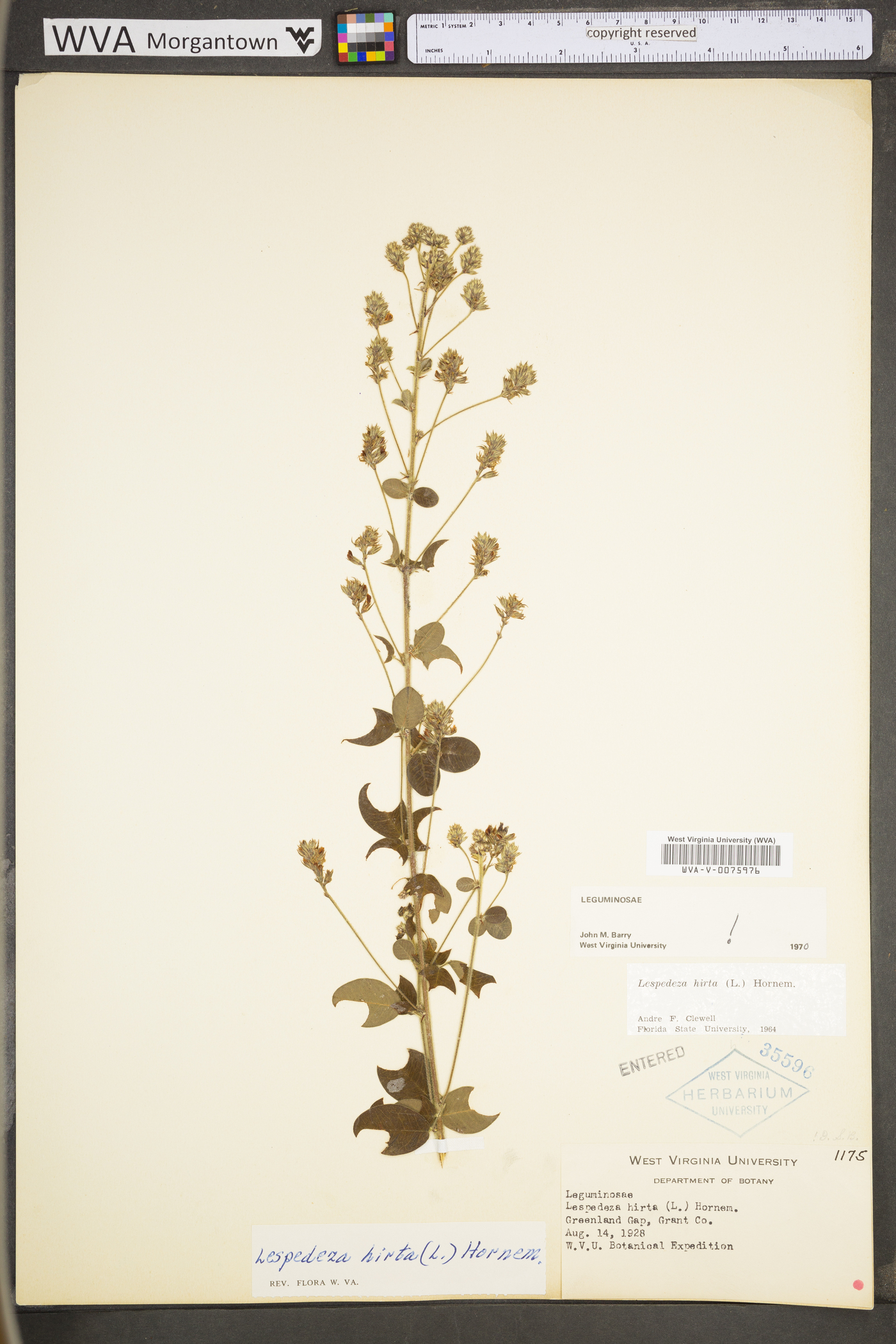 Lespedeza hirta subsp. hirta image