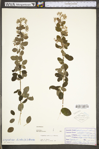 Lespedeza hirta subsp. hirta image