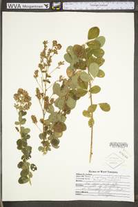 Lespedeza hirta subsp. hirta image