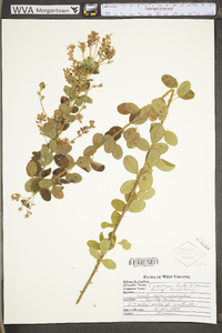 Lespedeza hirta subsp. hirta image