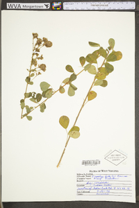 Lespedeza hirta subsp. hirta image