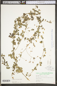 Lespedeza procumbens image