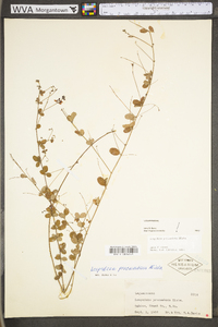 Lespedeza procumbens image