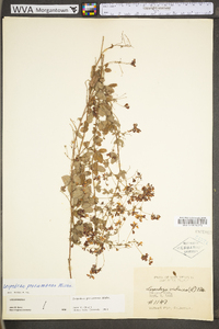 Lespedeza procumbens image