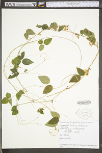 Lespedeza procumbens image