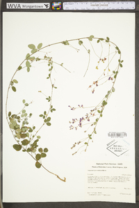 Lespedeza procumbens image