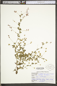 Lespedeza procumbens image