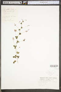 Lespedeza procumbens image