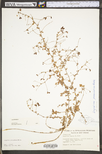 Lespedeza procumbens image