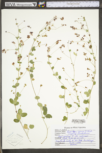 Lespedeza repens image