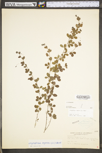 Lespedeza repens image