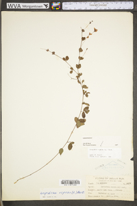 Lespedeza repens image