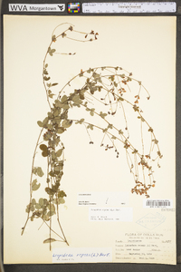 Lespedeza repens image