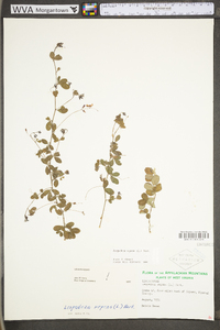 Lespedeza repens image