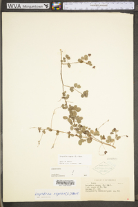 Lespedeza repens image