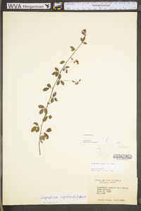 Lespedeza repens image