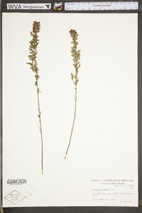 Lespedeza stuevei image