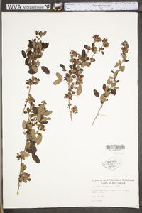 Lespedeza violacea image