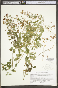 Lespedeza violacea image