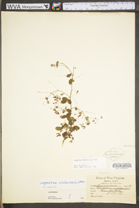 Lespedeza violacea image