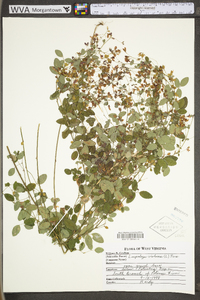 Lespedeza violacea image