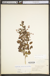 Lespedeza violacea image