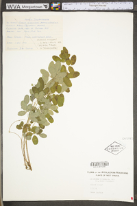 Lespedeza violacea image