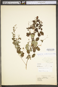 Lespedeza violacea image