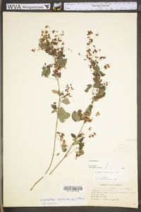 Lespedeza violacea image