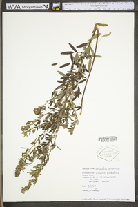 Lespedeza virginica image