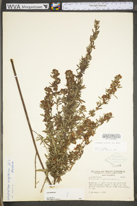 Lespedeza virginica image