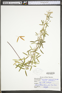 Lespedeza virginica image