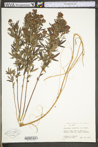 Lespedeza virginica image