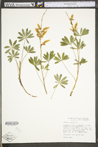 Lupinus perennis subsp. perennis image