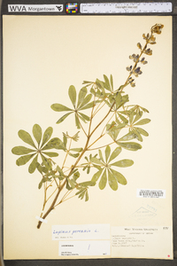 Lupinus perennis subsp. perennis image