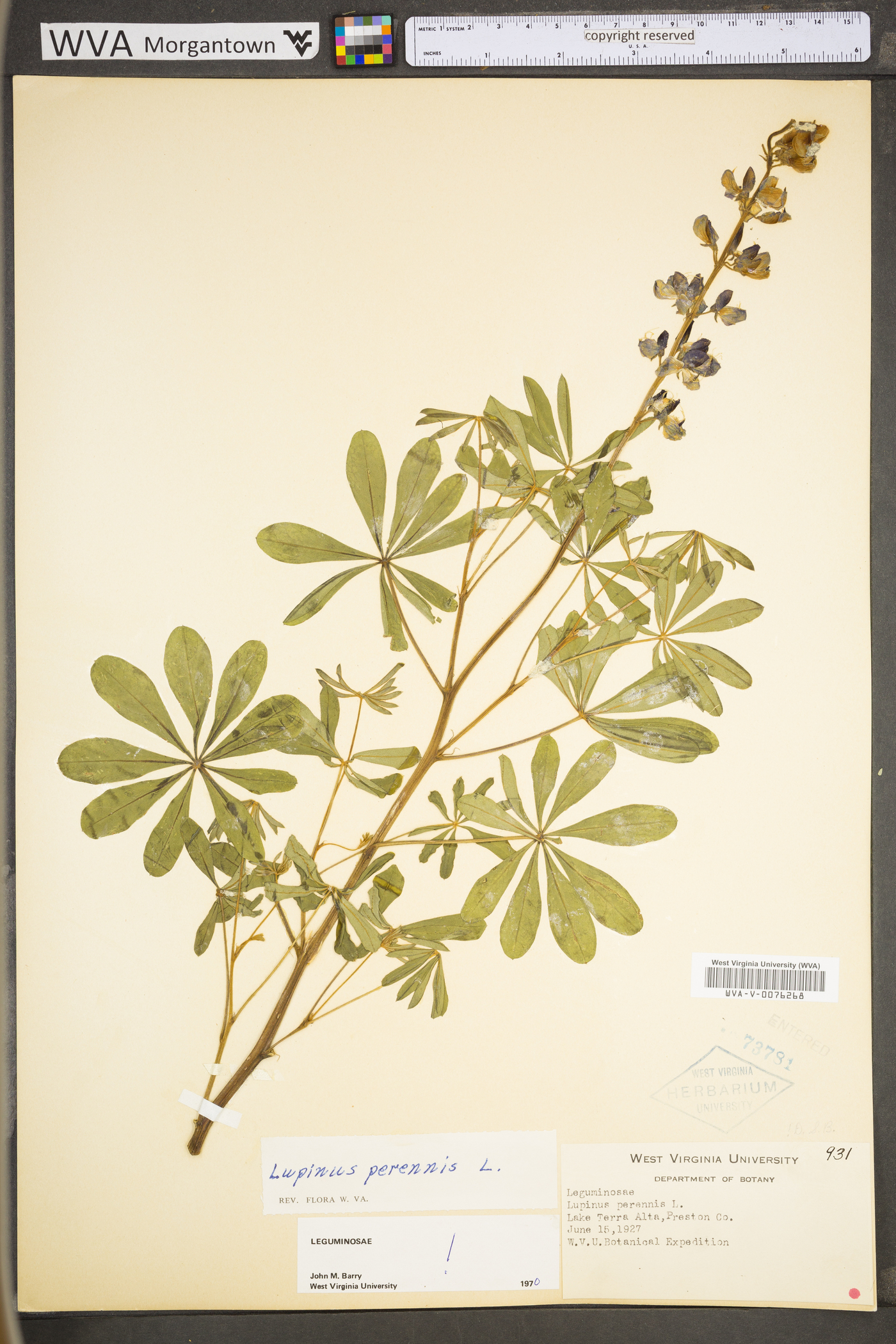 Lupinus perennis subsp. perennis image