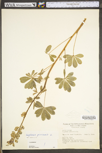 Lupinus perennis subsp. perennis image