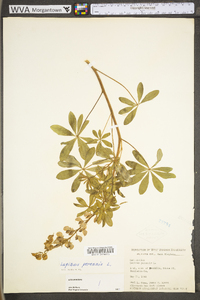 Lupinus perennis subsp. perennis image