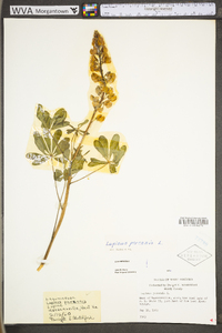 Lupinus perennis subsp. perennis image