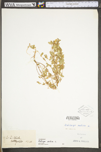 Medicago sativa subsp. sativa image